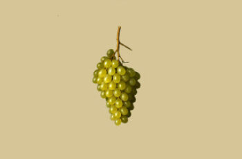 Twenty20 – UVAS CHARDONNAY